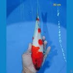 showa 30 cm