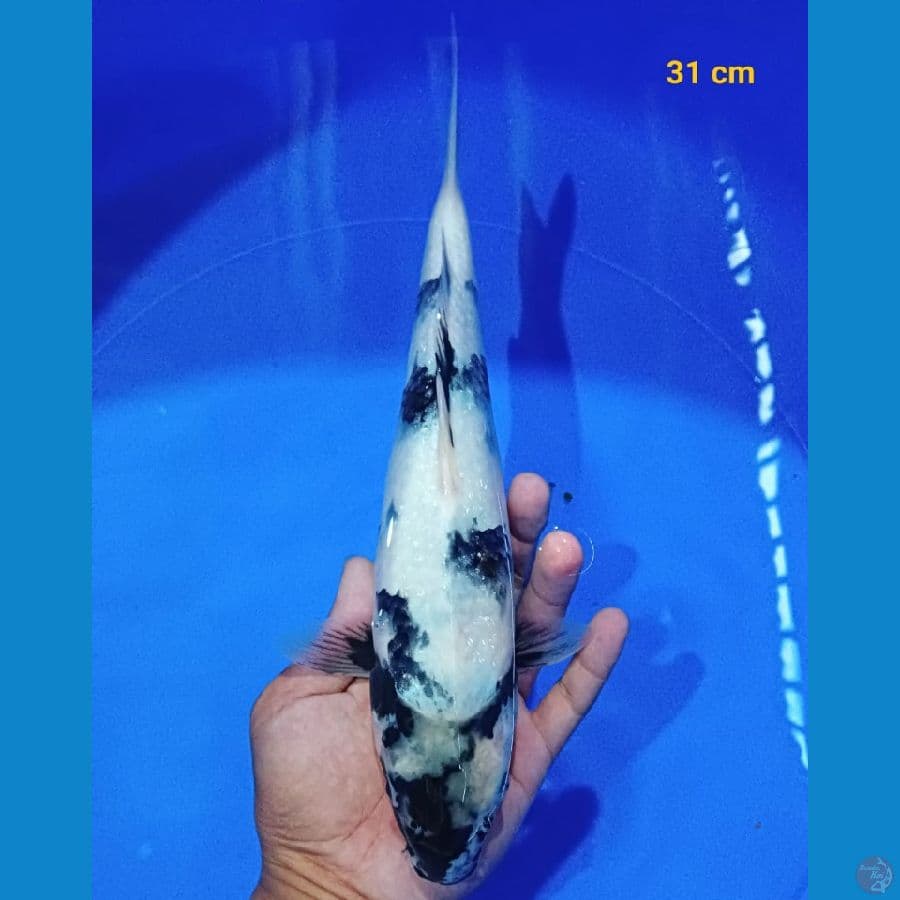 shiro 31 cm