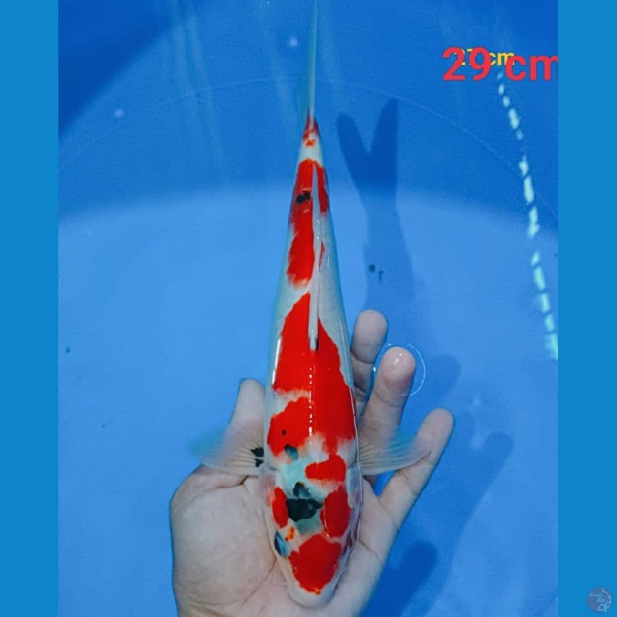 showa 29 cm