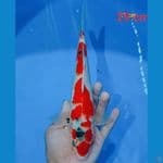 showa 29 cm