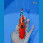showa 23 cm