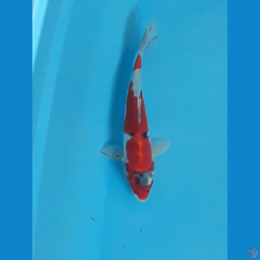 kiko 25cm