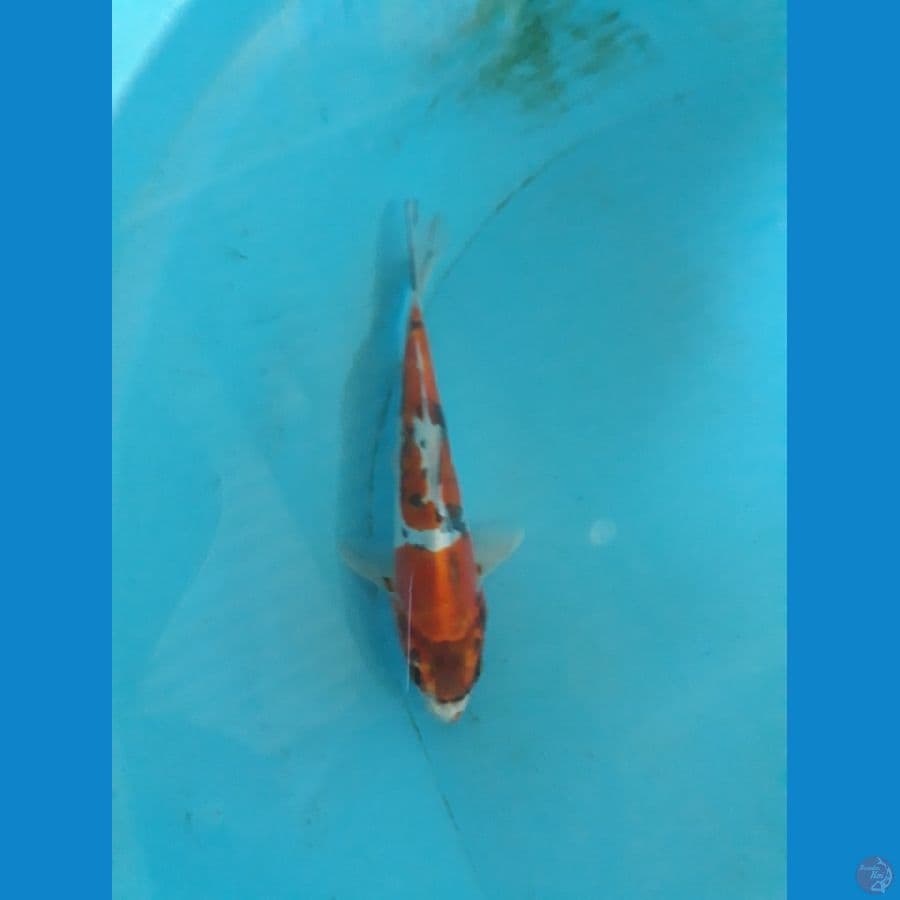kiko 17cm