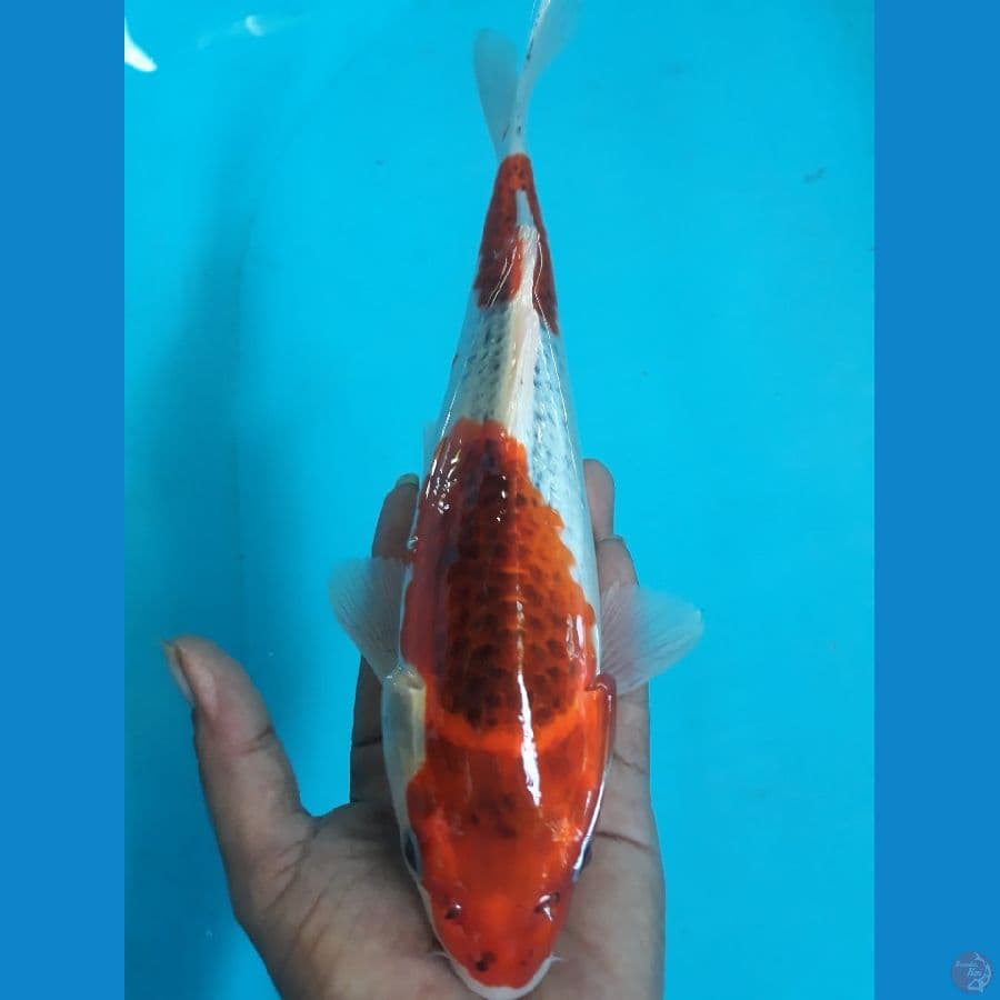 25cm