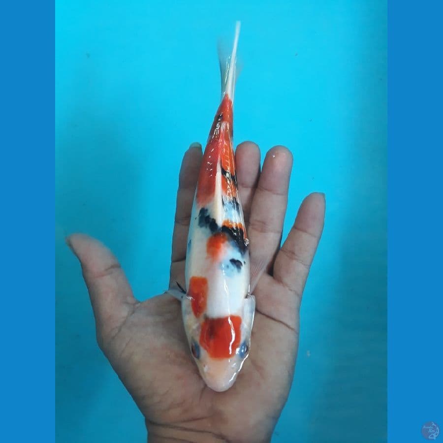 sanke 17cm