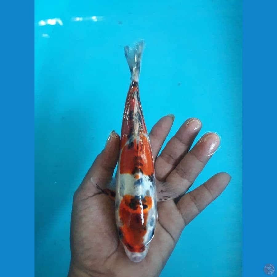20cm