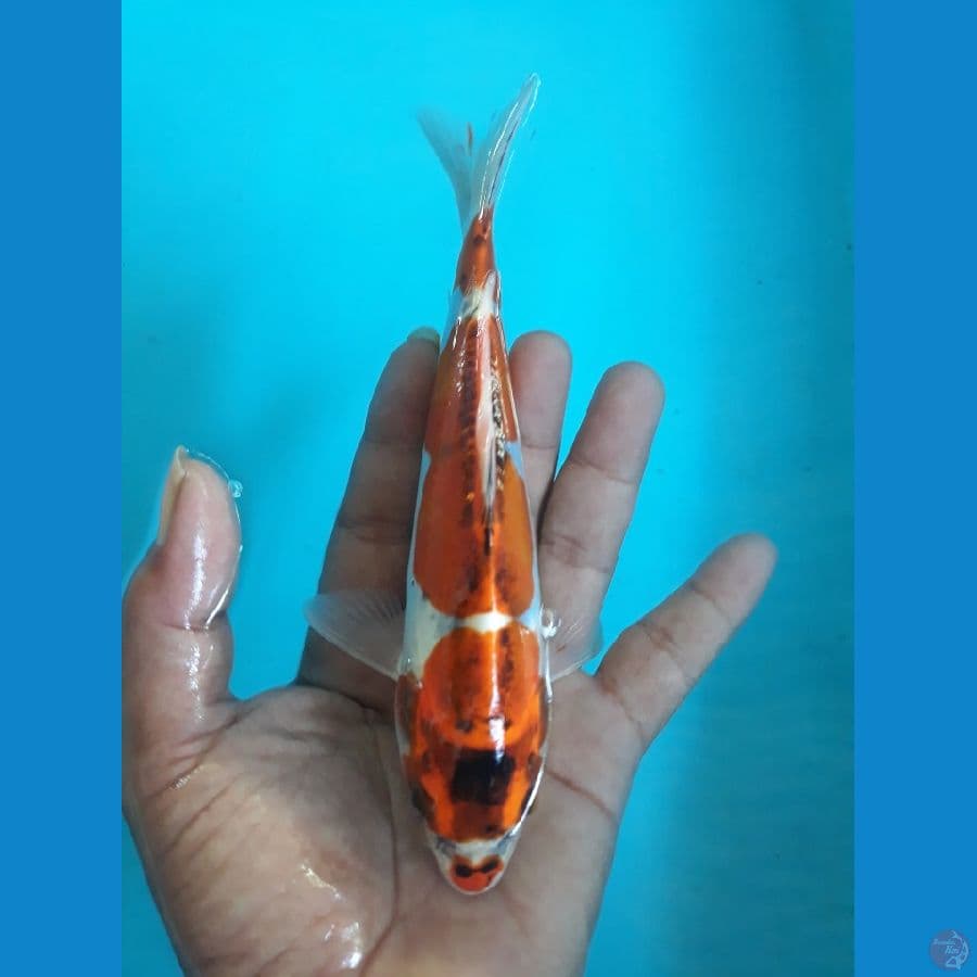 15cm