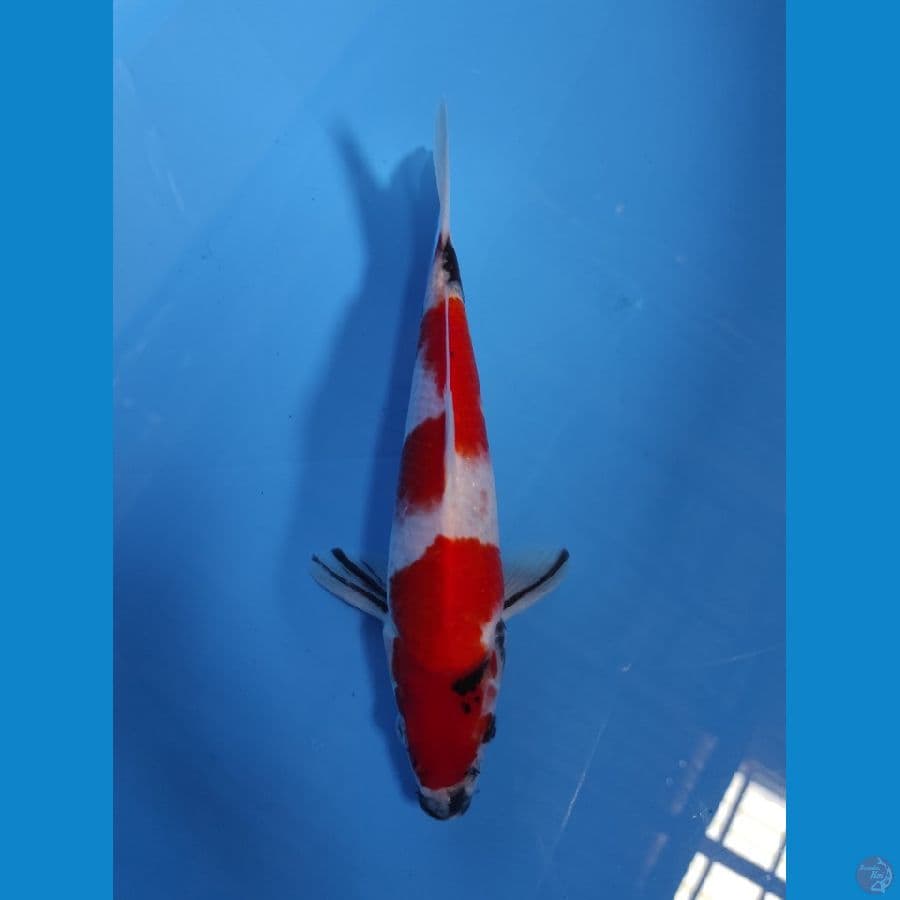 SHOWA 25CM ORIGINAL STRONG