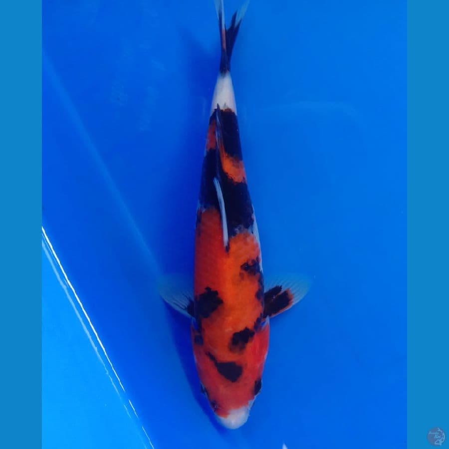 SHOWA 19 CM