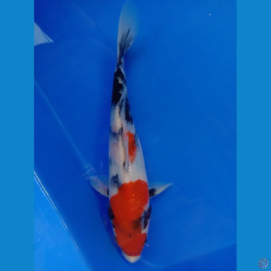 SHOWA 23 CM