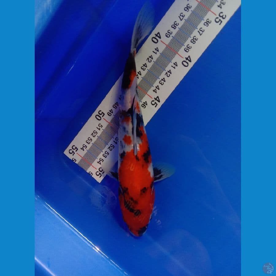 SHOWA 23 CM