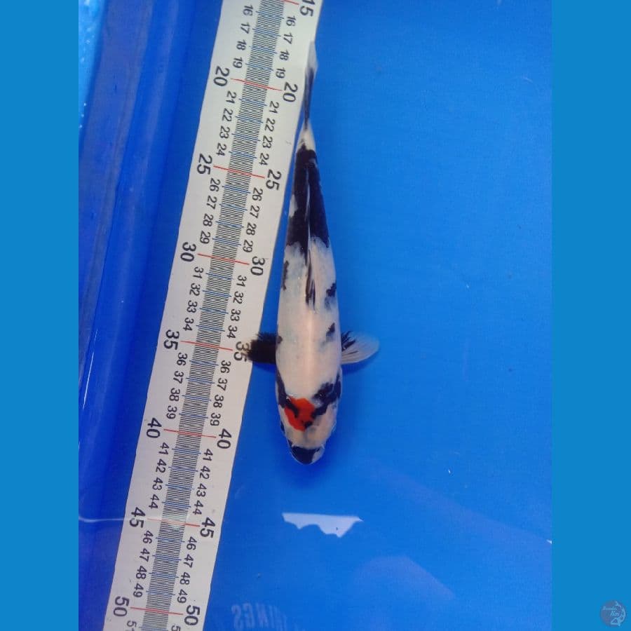TANCHO SHOWA 23 CM