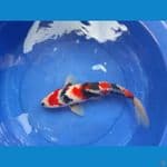 Showa 35cm 