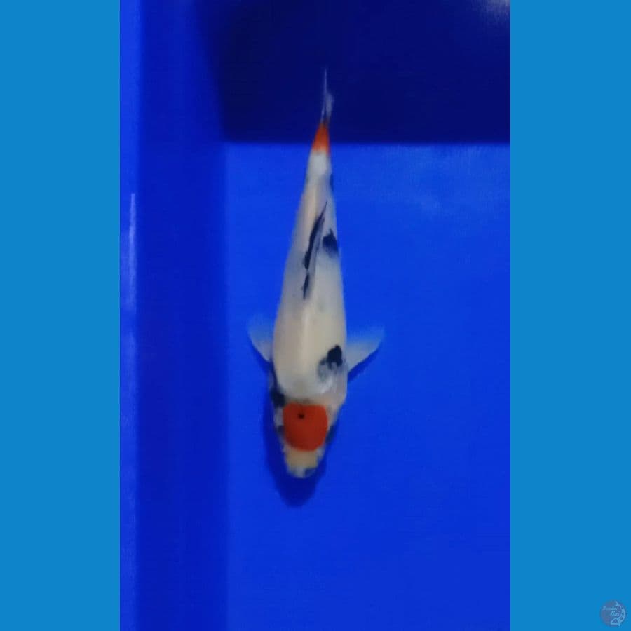 TANCHO 19 CM