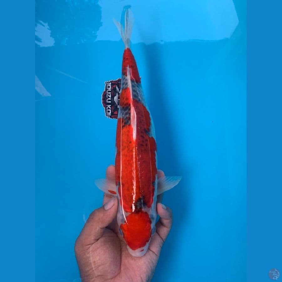 goshiki 32cm