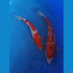 Sanke AKF 30bu , Gratis Kohaku MKF 25bu