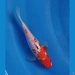 Ginrin Kohaku 20bu Majestic Koi Farm