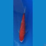 Ginrin Kohaku 20bu Majestic Koi Farm
