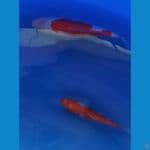 Paketan Kohaku 15bu-20bu Majestic Koi Farm