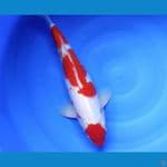 Kohaku.. 45cm. Male™