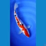 Sanke.. 45cm. female™
