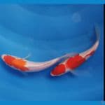 Kohaku 20bu Majestic Koi Farm