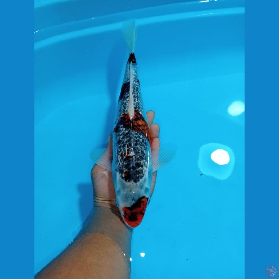 GOSIKI 34 CM GINDRIN