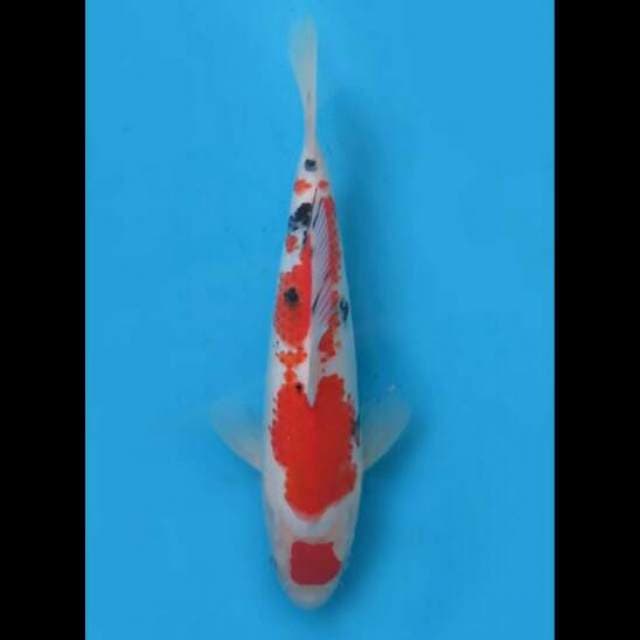 26cm Male - F1 Maruten Sanke Hq