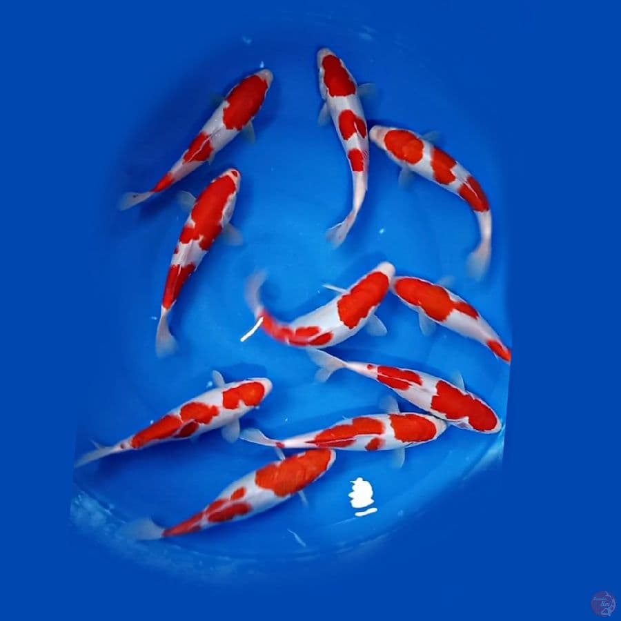 HQ. KOHAKU 10.Ekor 23.25.Cm