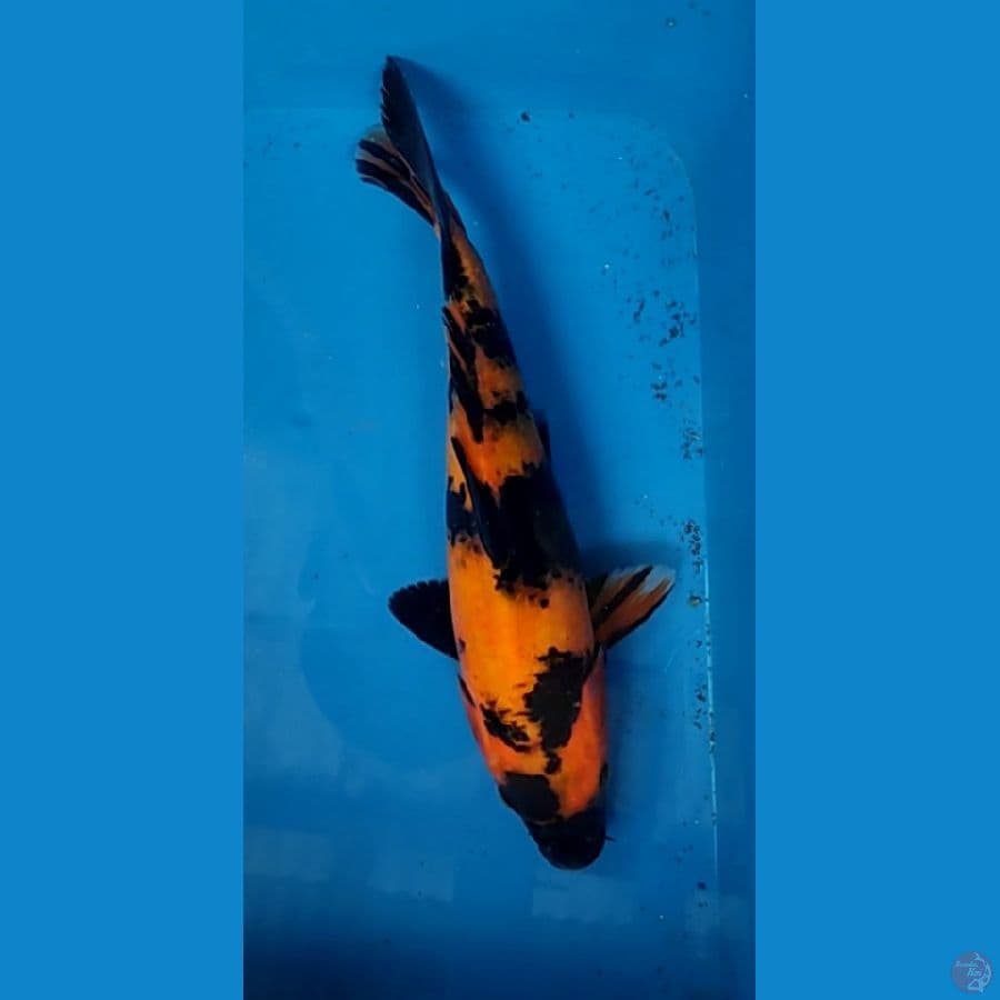 Utsuri Hitam pekat 