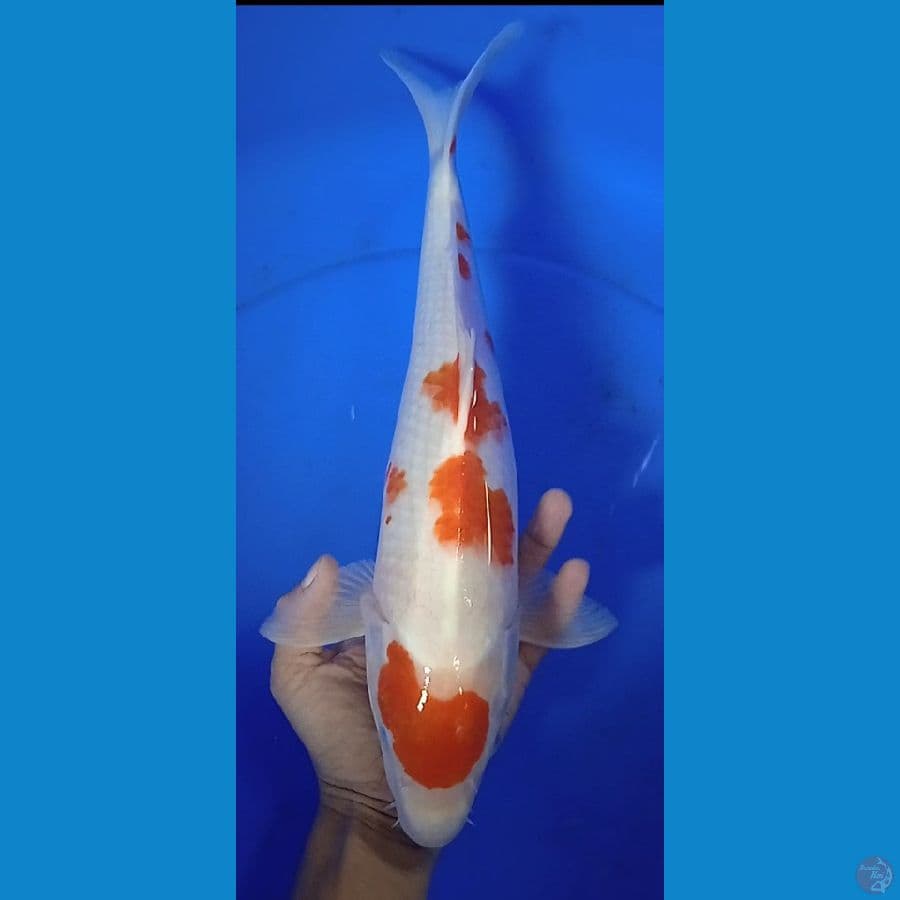 original kuhaku : size 37 cm jantan