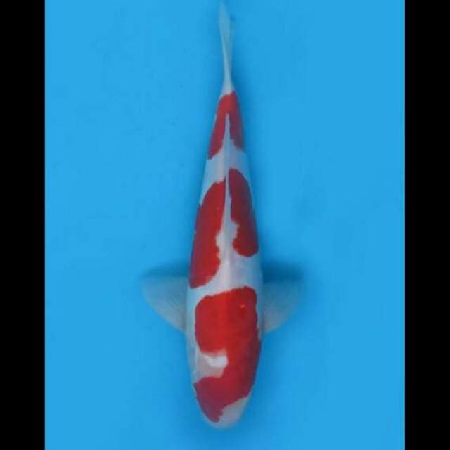 30cm Male - Red Sandan Kohaku Doitsu