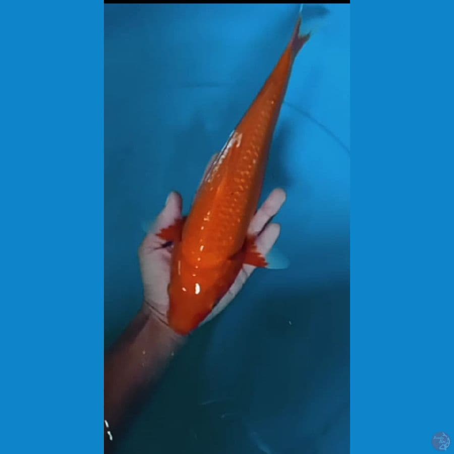 akahajiro gindrin size : 32 cm jantan