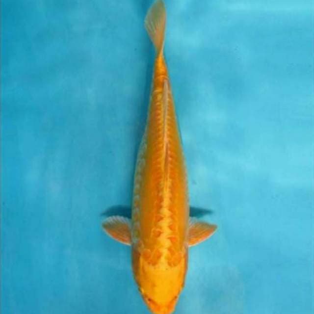 MIZUHO_YELLOW METTALIC