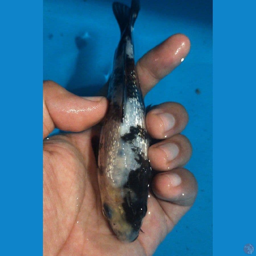 shiro gindrin 14 cm,kualitas