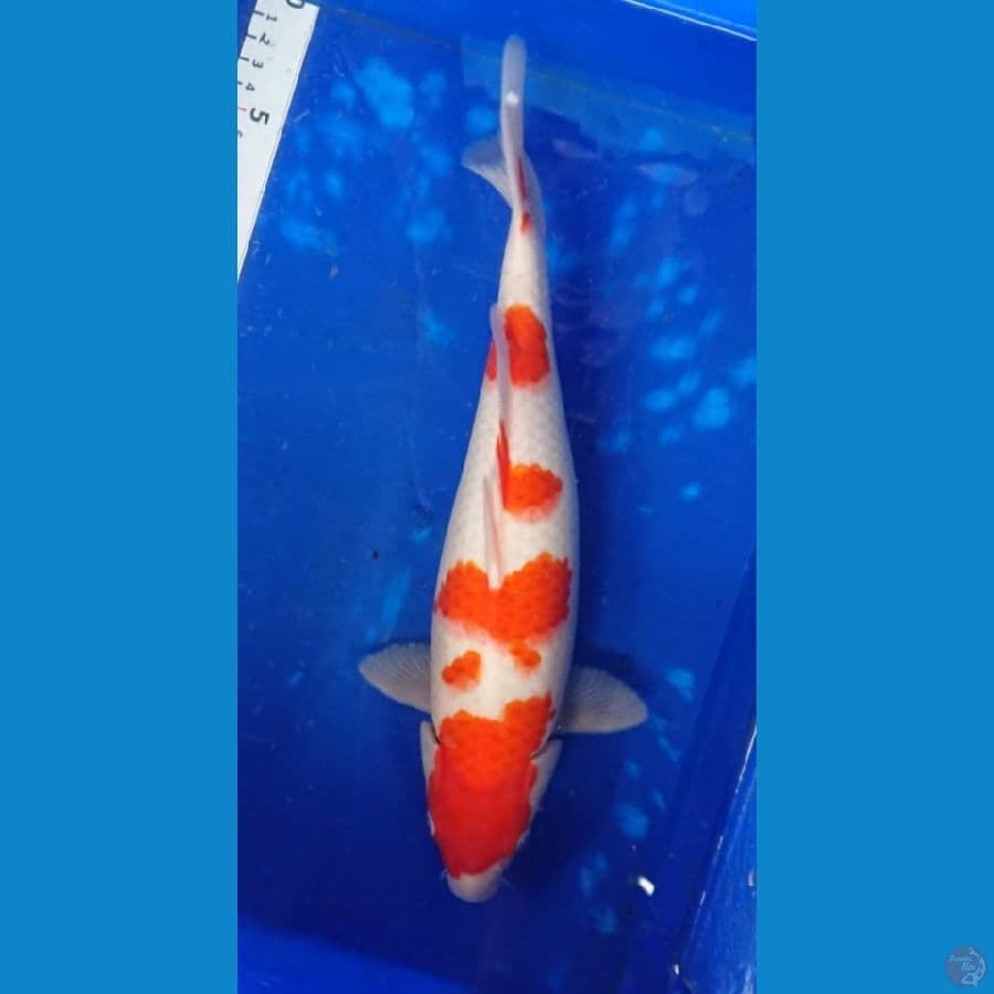 37cm kohaku