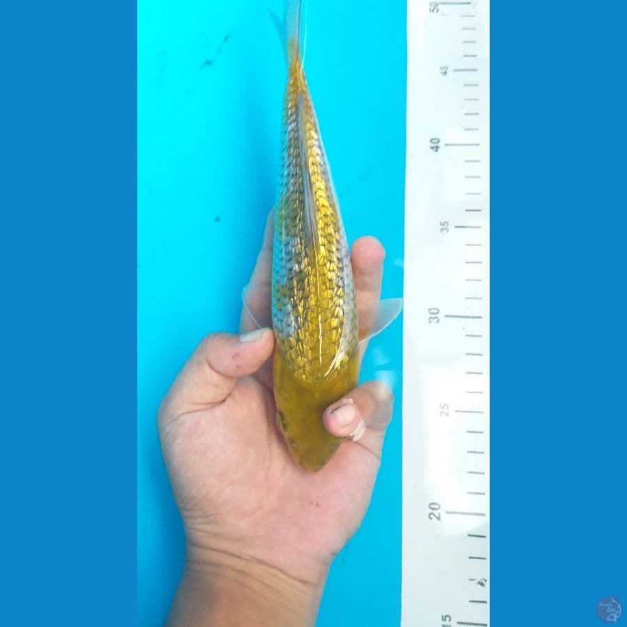 Ki Ochiba Ginrin 26 cm