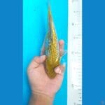 Ki Ochiba Ginrin 26 cm
