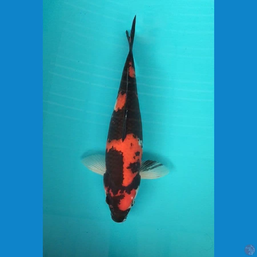 Hi showa 36cm M