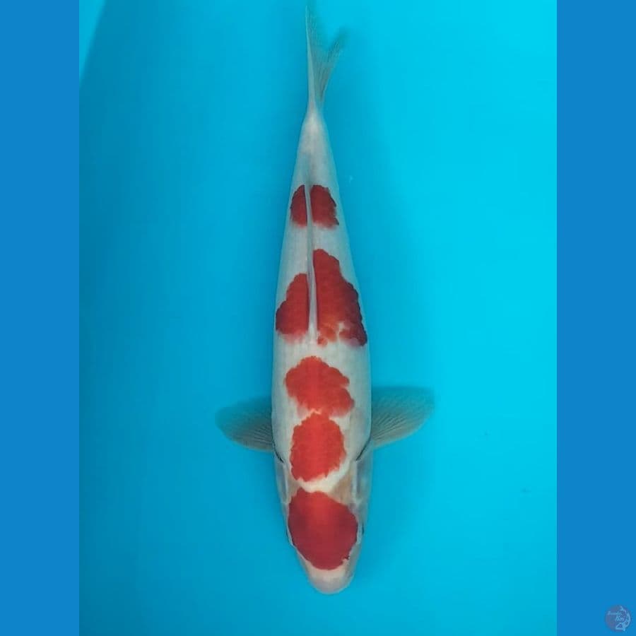 Kohaku 38xm F