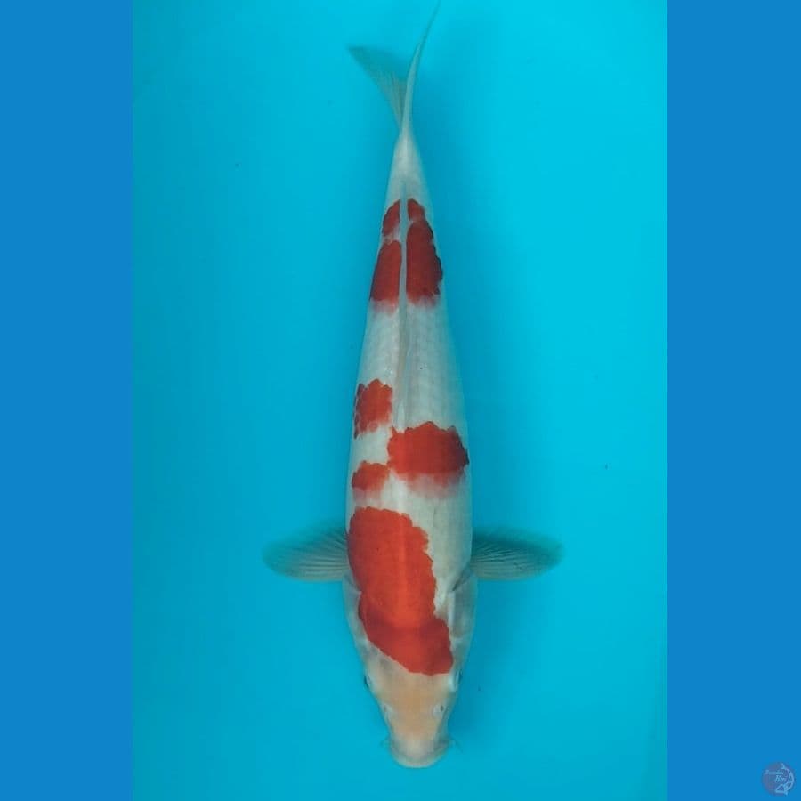 Kohaku 39cm F