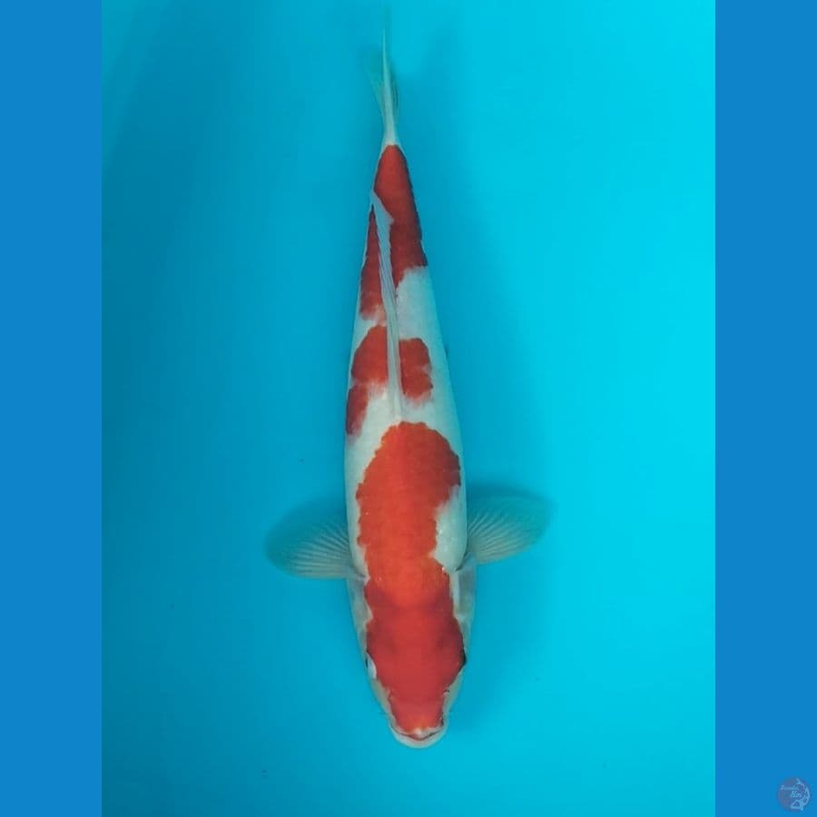 Kohaku 37 cm F