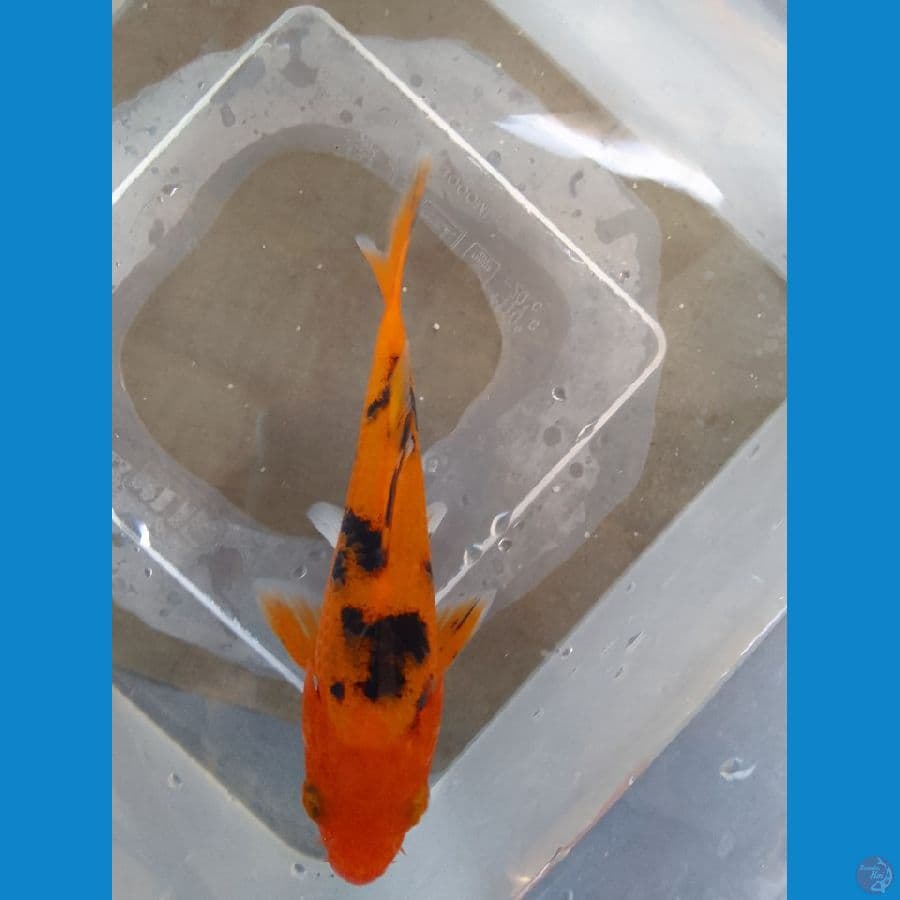 aka beeko 12cm
