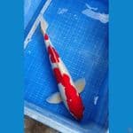 KOHAKU DOITSU 50CM | MALE