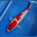 KOHAKU 45CM | Female