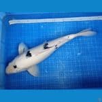 BEKKO BODY JOSSS 50CM | Female