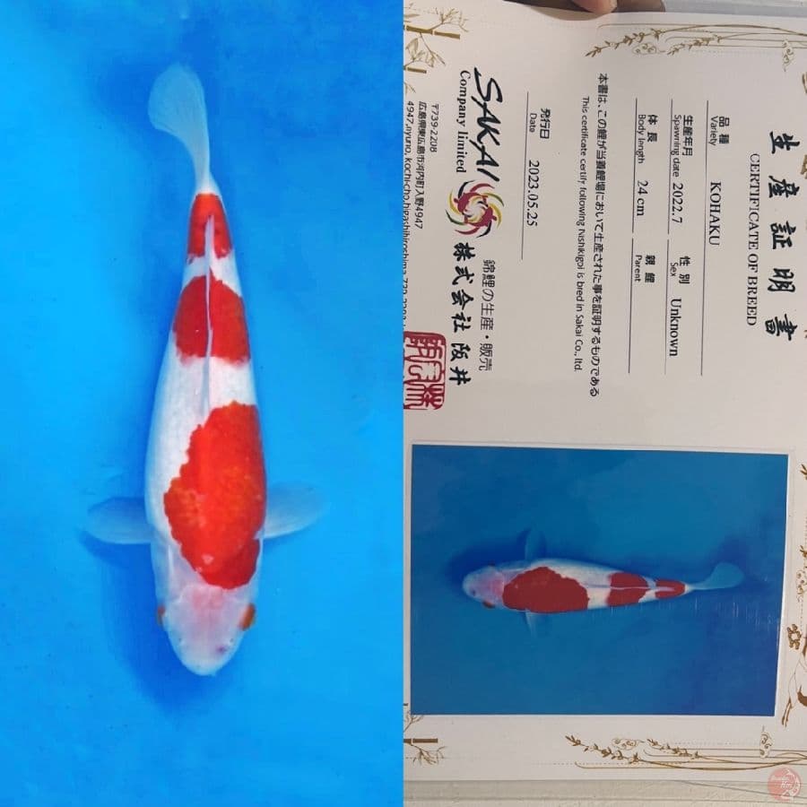 sakai ltd kohaku 28cm