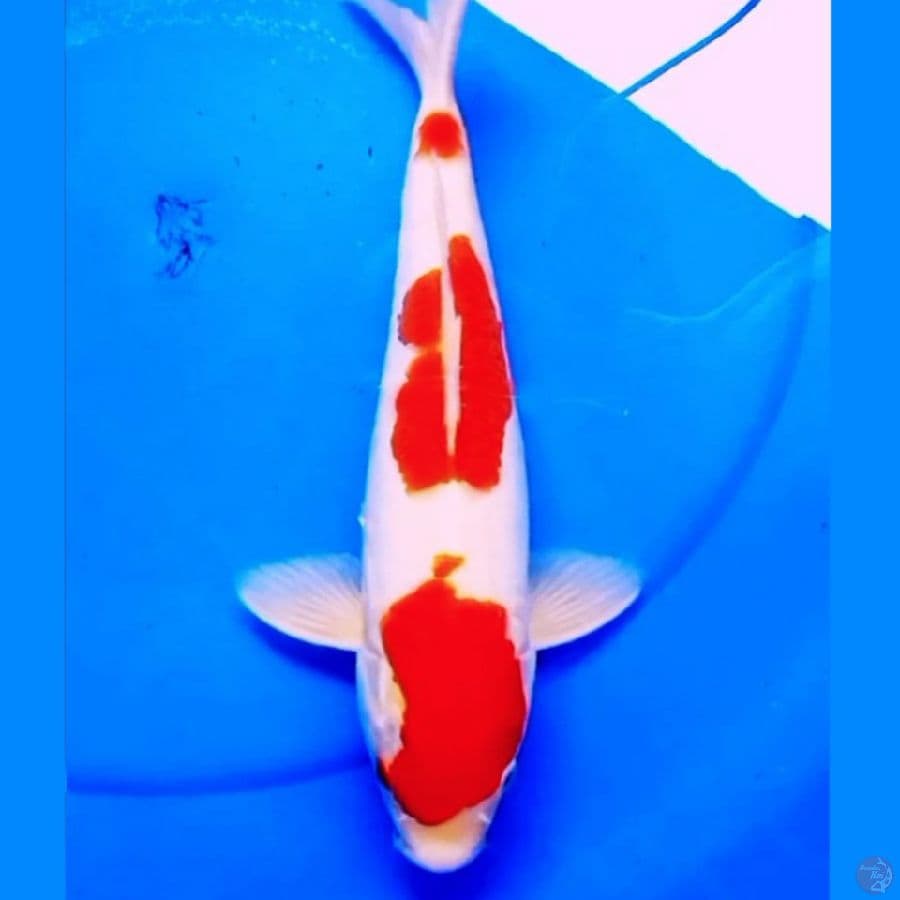ORIGINAL SANDAN KOHAKU 32cm