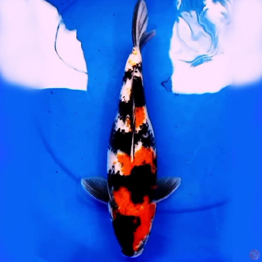 37cm SHOWA SANSOKU