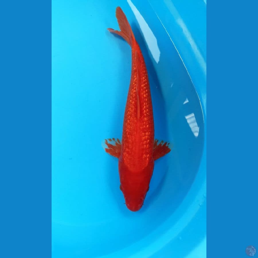 Benigoi ginrin 42cm